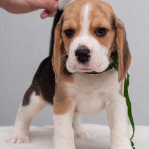 Hearty Beagle Hearty Beagle