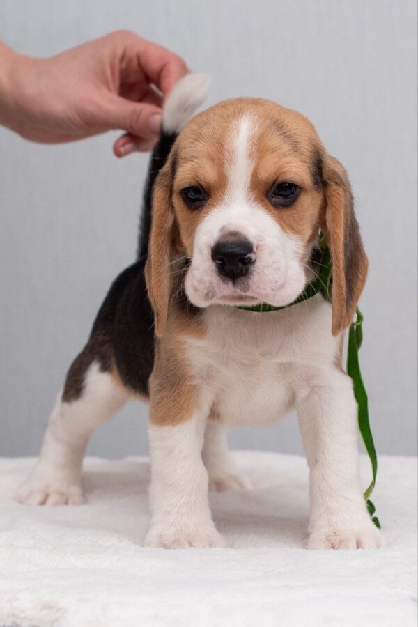 Hearty Beagle Hearty Beagle