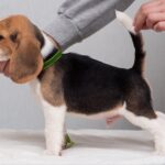 Hearty-male-Beagle-puppy-for-sale-4