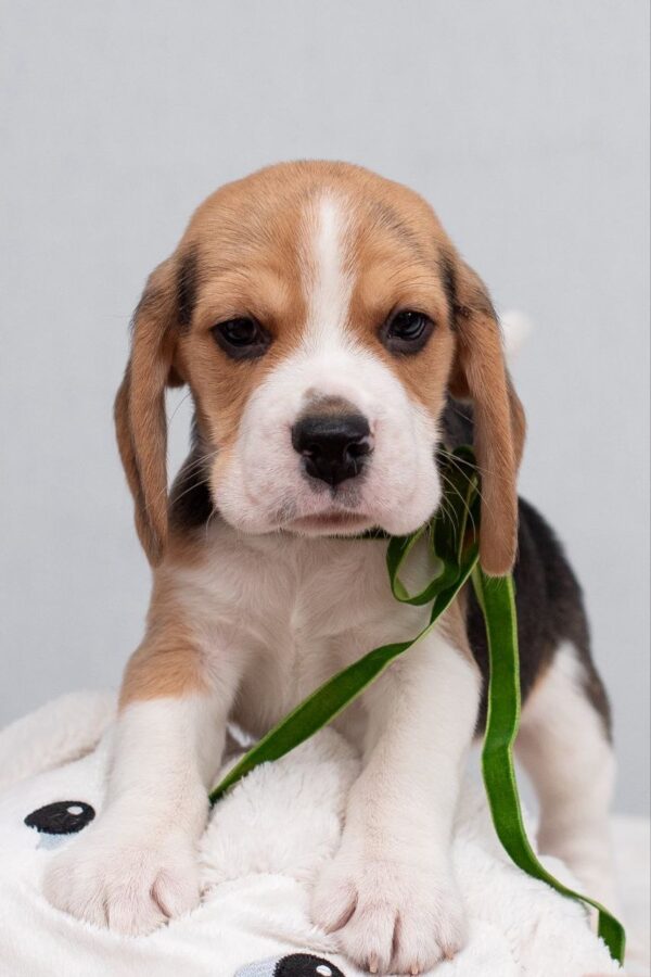 Hearty Beagle Hearty Beagle