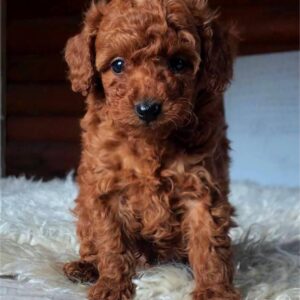 Hibiscus Toy Poodle Hibiscus Toy Poodle