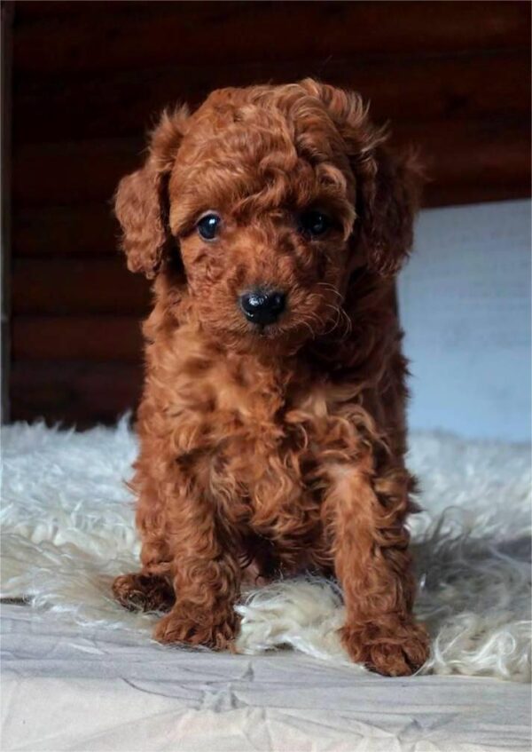 Hibiscus Toy Poodle Hibiscus Toy Poodle