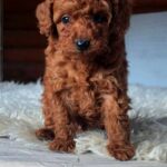 Hibiscus-male-Toy-Poodle-puppy-for-sale-1
