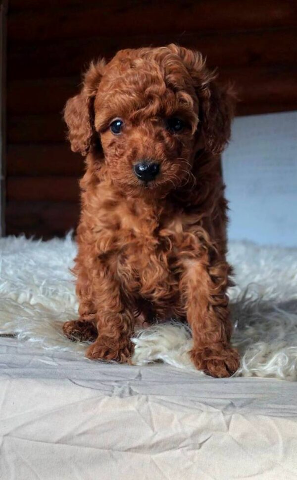 Hibiscus Toy Poodle Hibiscus Toy Poodle