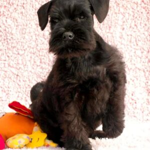 Hiresh Miniature Schnauzer Hiresh Miniature Schnauzer