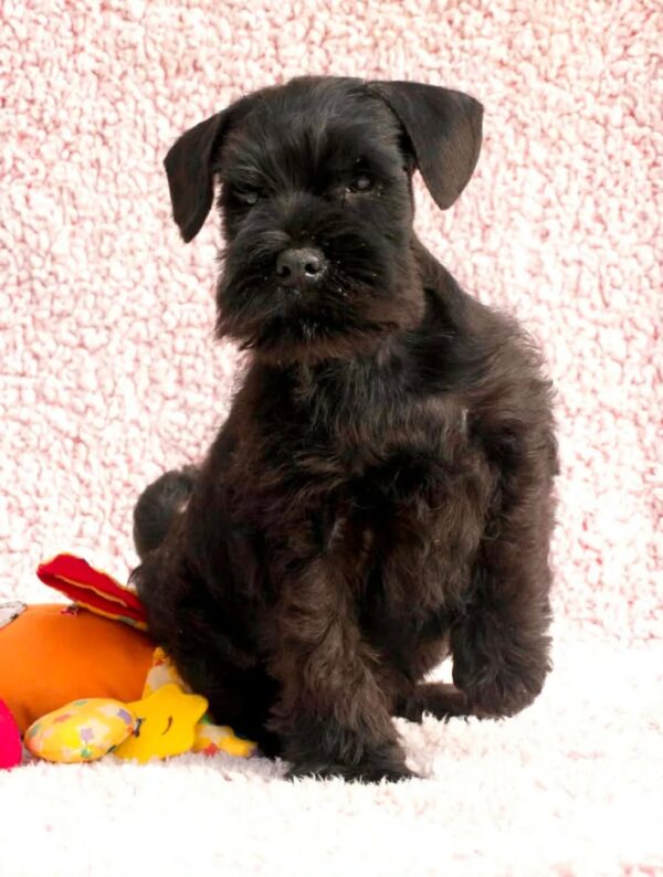 Hiresh Miniature Schnauzer Hiresh Miniature Schnauzer