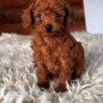 Honeybun-male-Toy-Poodle-puppy-for-sale-1