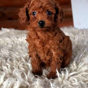 Honeybun Toy Poodle Honeybun Toy Poodle