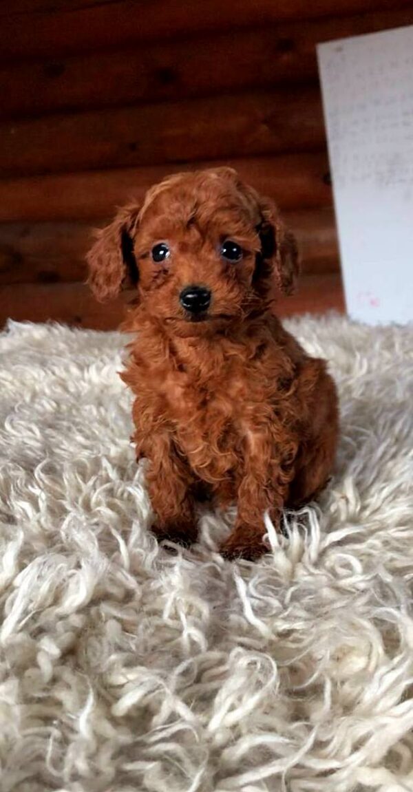 Honeybun Toy Poodle Honeybun Toy Poodle