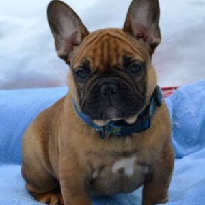 Hopper French Bulldog Hopper French Bulldog