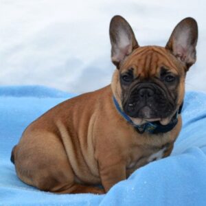 Hopper French Bulldog Hopper French Bulldog