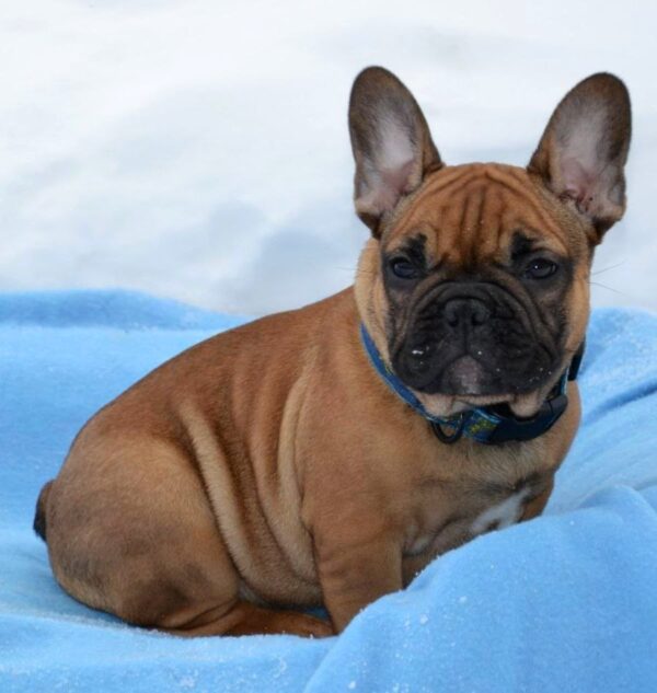 Hopper French Bulldog Hopper French Bulldog