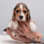 Hots-male-Beagle-puppy-for-sale-1