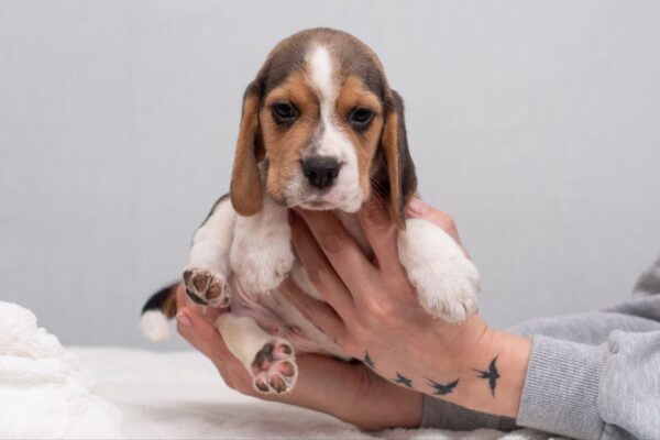 Hots Beagle Hots Beagle