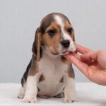 Hots-male-Beagle-puppy-for-sale-3