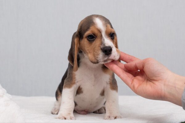 Hots Beagle Hots Beagle