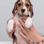 Hots-male-Beagle-puppy-for-sale-4