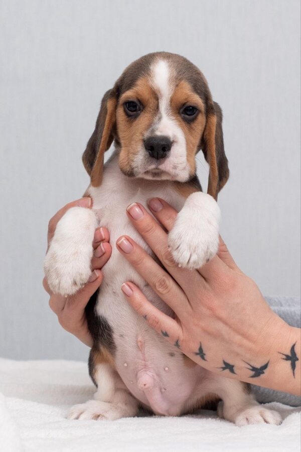 Hots Beagle Hots Beagle