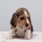 Hots-male-Beagle-puppy-for-sale-5