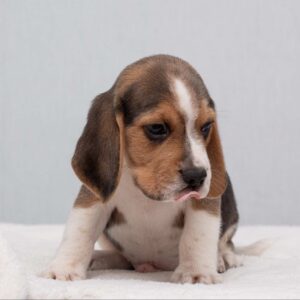 Hots Beagle Hots Beagle