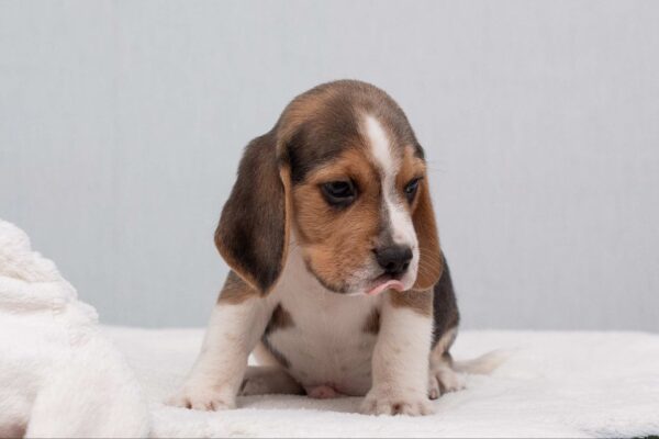 Hots Beagle Hots Beagle