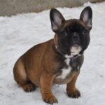 Husha-female-French-bulldog-puppy-for-sale-1