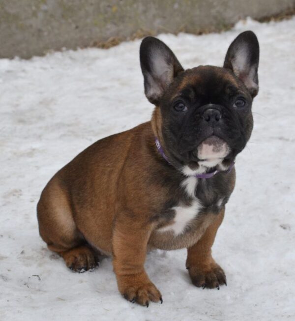 Husha French Bulldog Husha French Bulldog