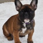 Husha-female-French-bulldog-puppy-for-sale-2