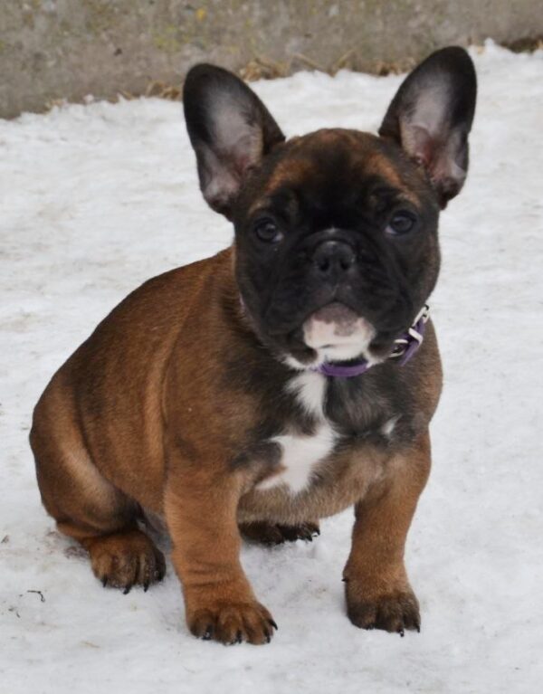 Husha French Bulldog Husha French Bulldog