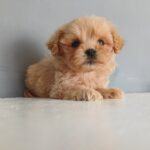 Iggy-male-Maltipoo-puppy-for-sale-1
