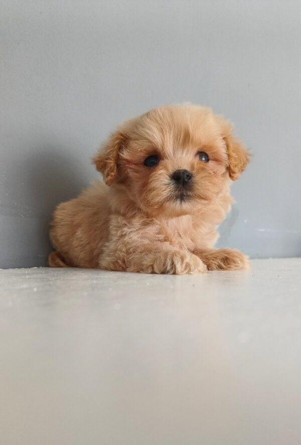 Iggy Maltipoo Iggy Maltipoo