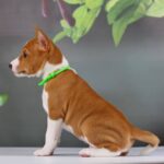 Ignis-male-Basenji-puppy-for-sale-1