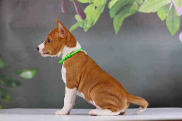 Ignis Basenji Ignis Basenji