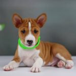 Ignis-male-Basenji-puppy-for-sale-2