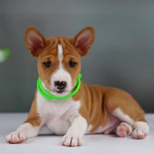 Ignis Basenji Ignis Basenji