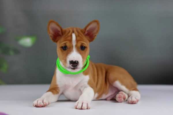 Ignis Basenji Ignis Basenji