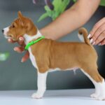 Ignis-male-Basenji-puppy-for-sale-3