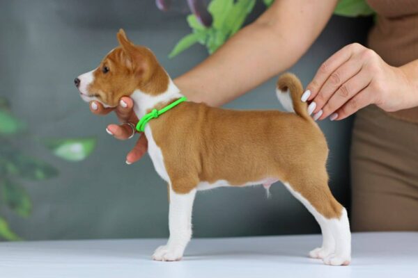 Ignis Basenji Ignis Basenji