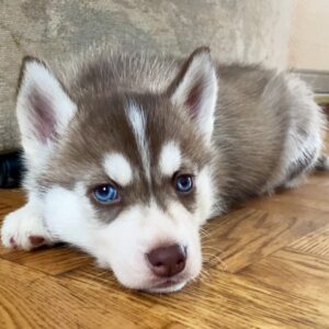 Illias Siberian Husky Illias Siberian Husky