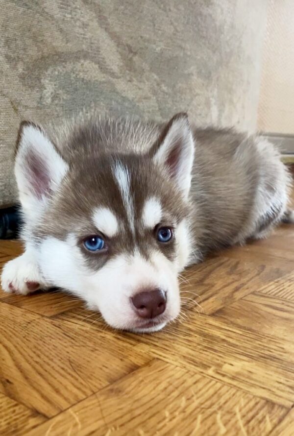 Illias Siberian Husky Illias Siberian Husky