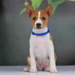 Imamu-male-Basenji-puppy-for-sale-1