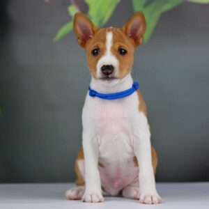 Imamu Basenji Imamu Basenji