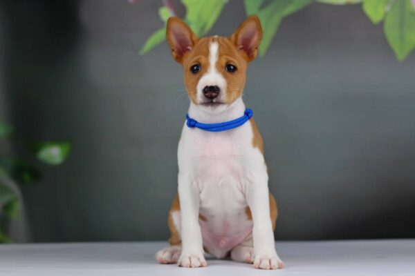 Imamu Basenji Imamu Basenji