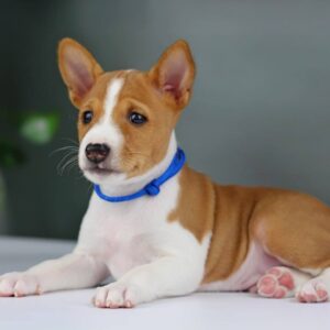 Imamu Basenji Imamu Basenji