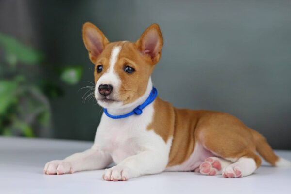 Imamu Basenji Imamu Basenji