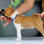 Imamu-male-Basenji-puppy-for-sale-3