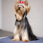 Impulse-male-Yorkshire-Terrier-puppy-for-sale-1