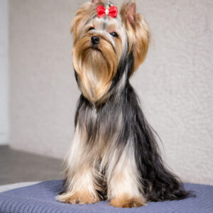 Impulse Yorkshire Terrier Impulse Yorkshire Terrier
