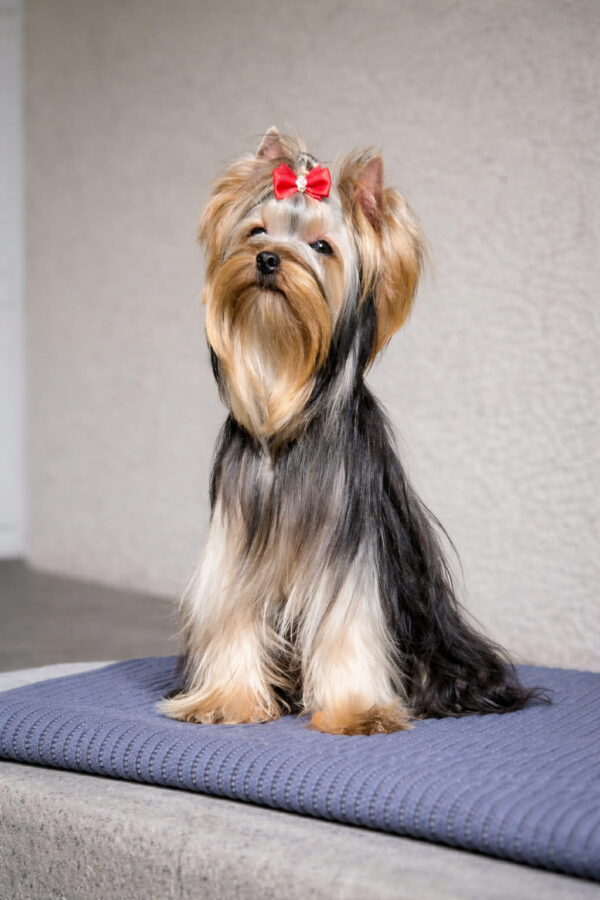 Impulse Yorkshire Terrier Impulse Yorkshire Terrier