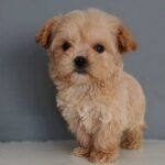 Irisa-female-Maltipoo-puppy-for-sale-1
